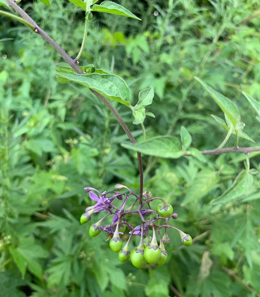 Bittersweet Nightshade From Fort George New York NY USA On July 15