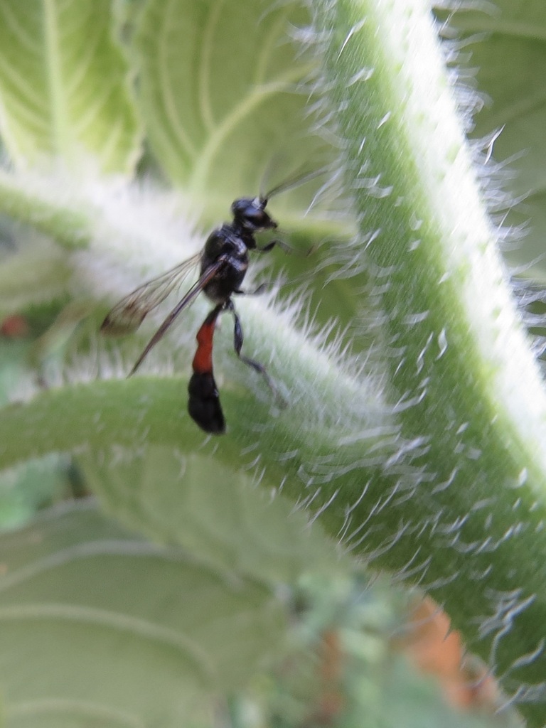 Trypoxylon From South Mountain Village Phoenix AZ USA On July 17