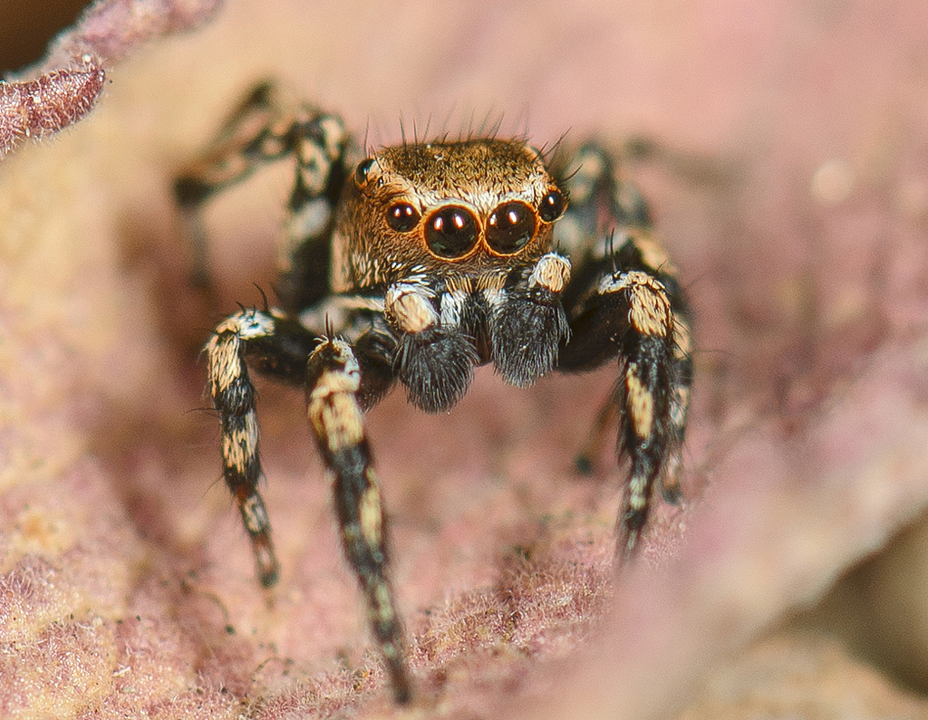 Paradise Jumping Spiders From San Pedro Pochutla Oax Mexico On July