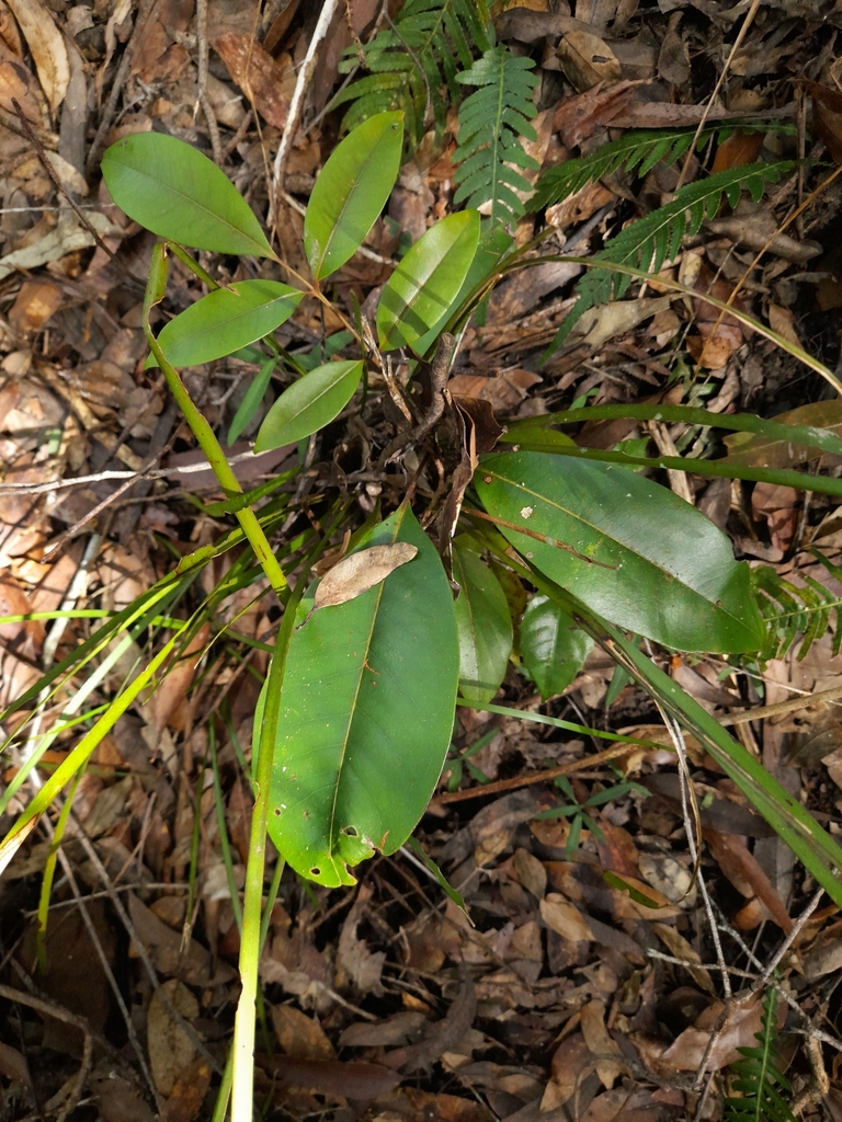 Dicots From Mount Mellum QLD 4550 Australia On July 19 2022 At 12 52