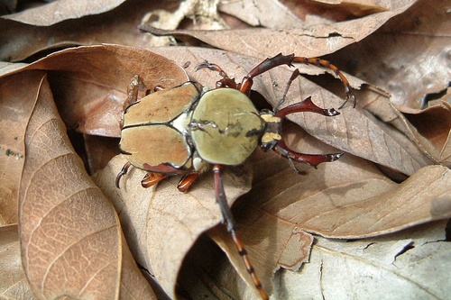 Dicronocephalus Bourgoini Inaturalist