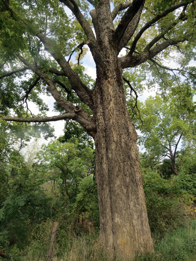 Hackberry Trees Of Manitoba INaturalist