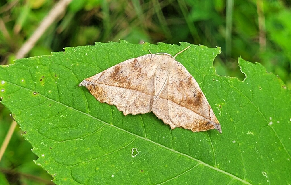 Curved Toothed Geometer Moth From Huntingtown Md Usa On July