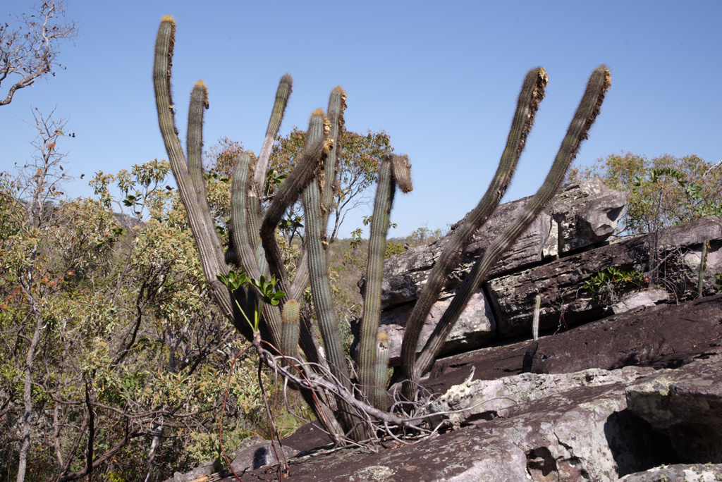 Pilosocereus aurisetus from Buenópolis State of Minas Gerais 39230