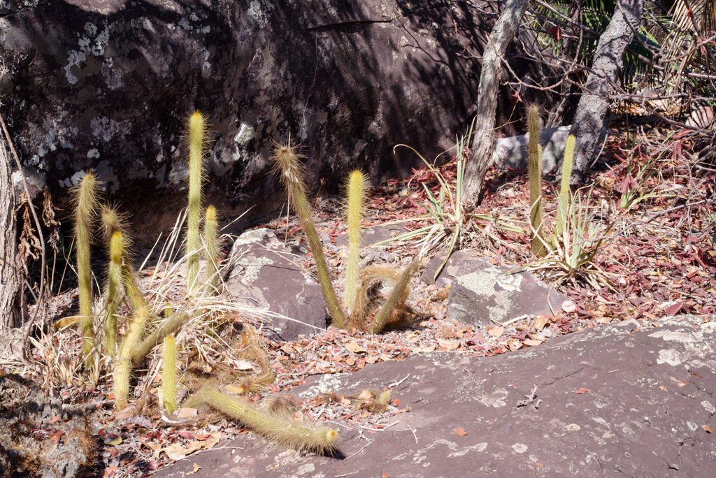 Arthrocereus rondonianus from Buenópolis State of Minas Gerais 39230