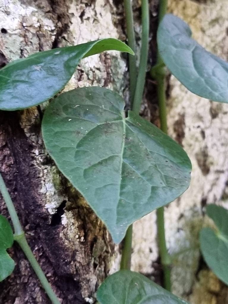 Australian Pepper Vine From Bunya Mountains QLD 4405 Australia On July