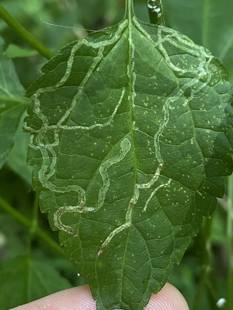 Liriomyza Eupatoriella From Ford City Pa Us On July At