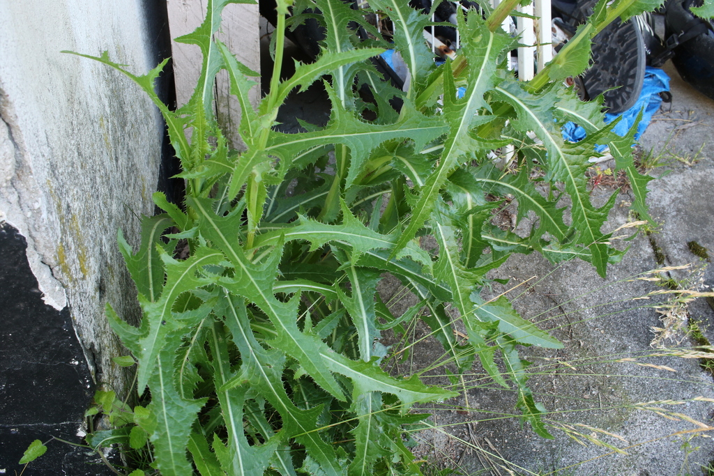 Perennial Sow Thistle Black Hills Invasive Plant Guide INaturalist