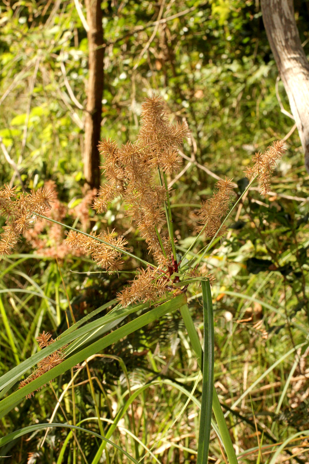 Cyperus Lucidus R Br