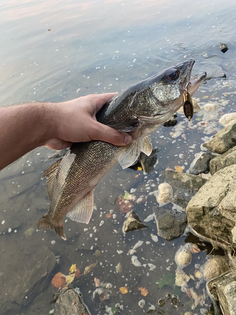 Walleye In July By Cole Tiemann Inaturalist