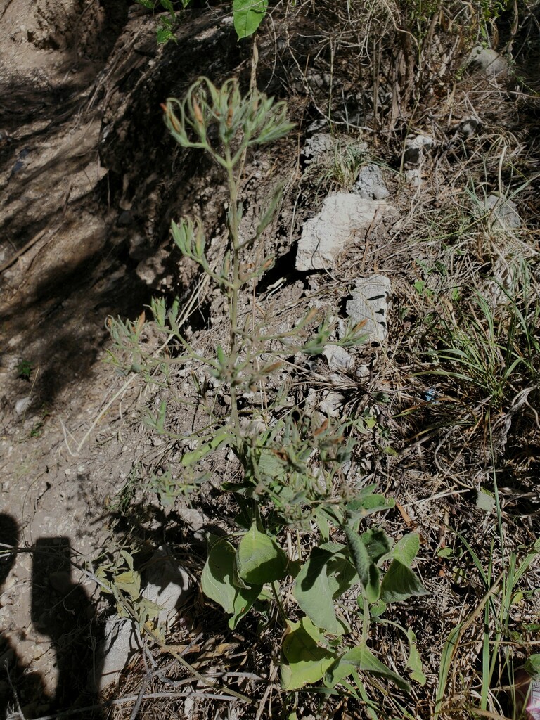 Western Ruellia From Kinney County Tx Usa On July At