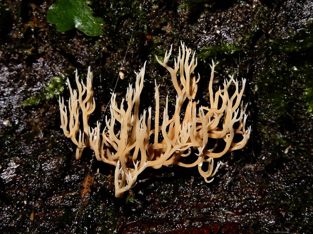 Gomphales From Mt Lees Reserve Sanson New Zealand On July At