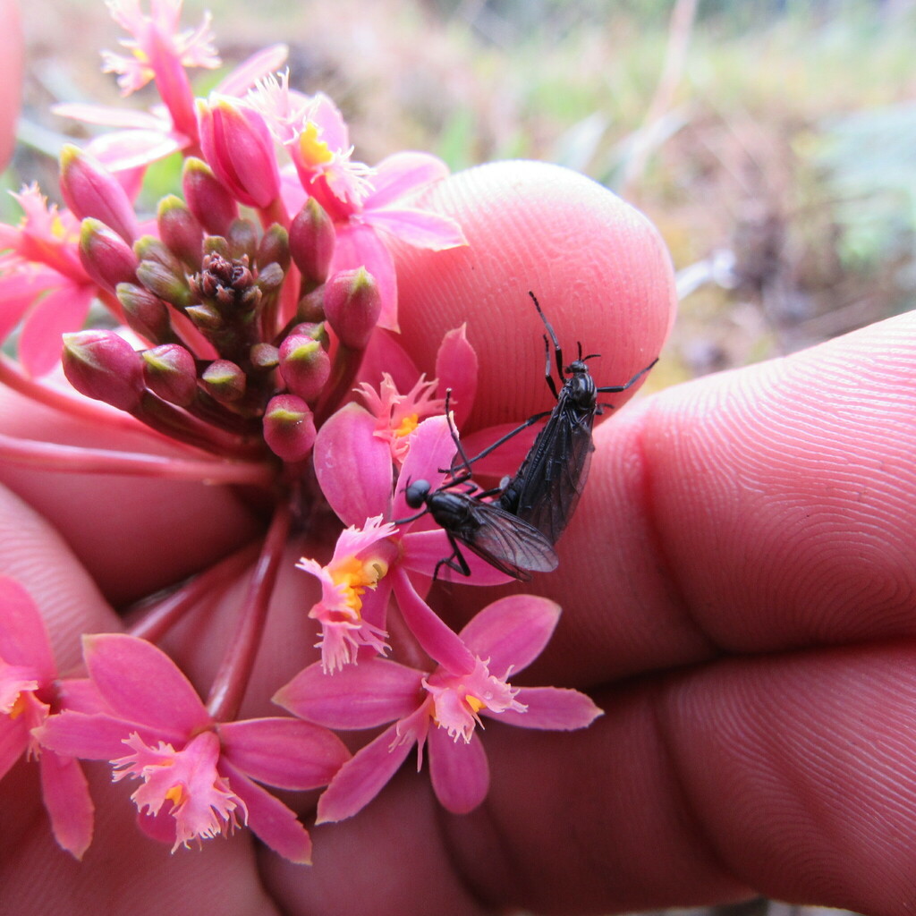 Lovebugs from Junín Cundinamarca Colombia on February 18 2022 at 08