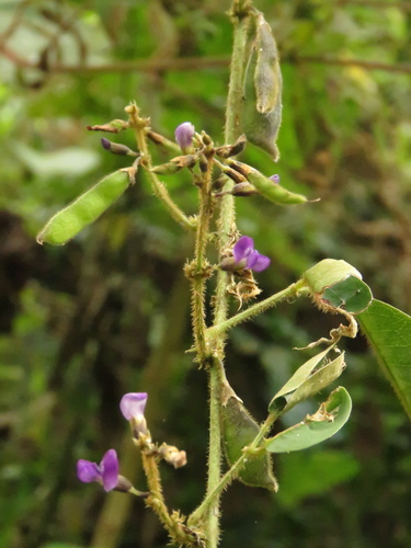 Calopogonium Galactioides Inaturalist Mexico