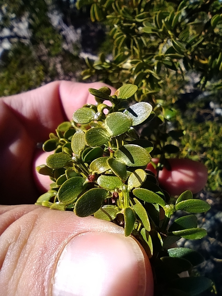 Larrea Divaricata From Calingasta San Juan Argentina On July