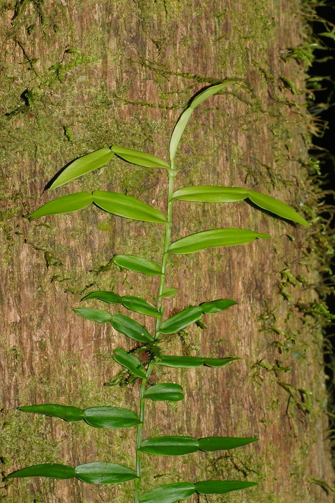 Candle Vine From Banda Banda Nsw Australia On July At