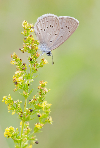 Mountain Alcon Blue Phengaris Rebeli Inaturalist