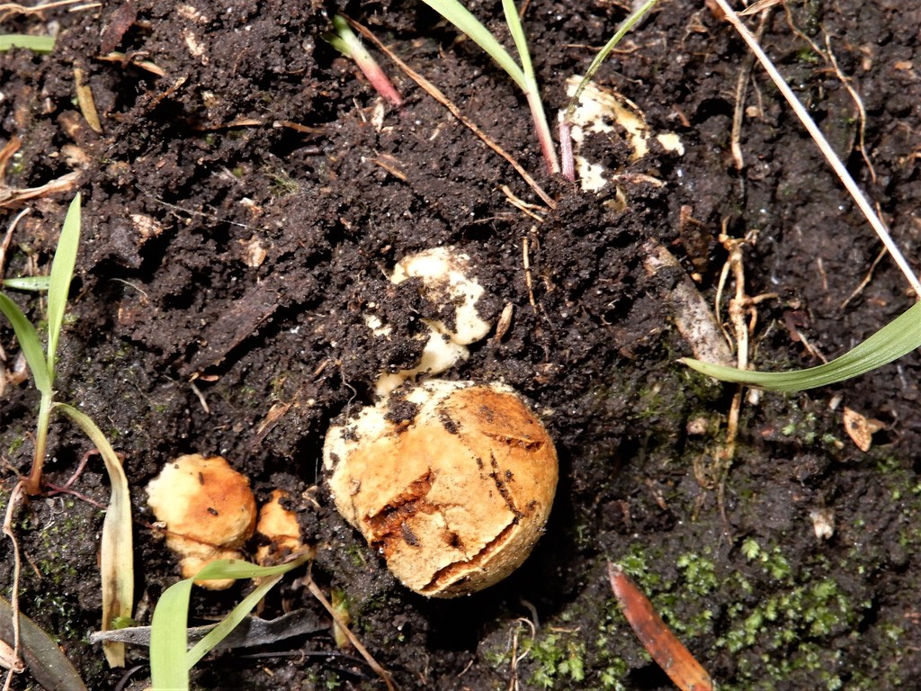 Descomyces From Mt Lees Reserve Sanson New Zealand On July