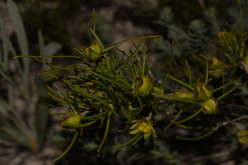 Hibbertia Striata From Dandaragan Western Australia Australia On July