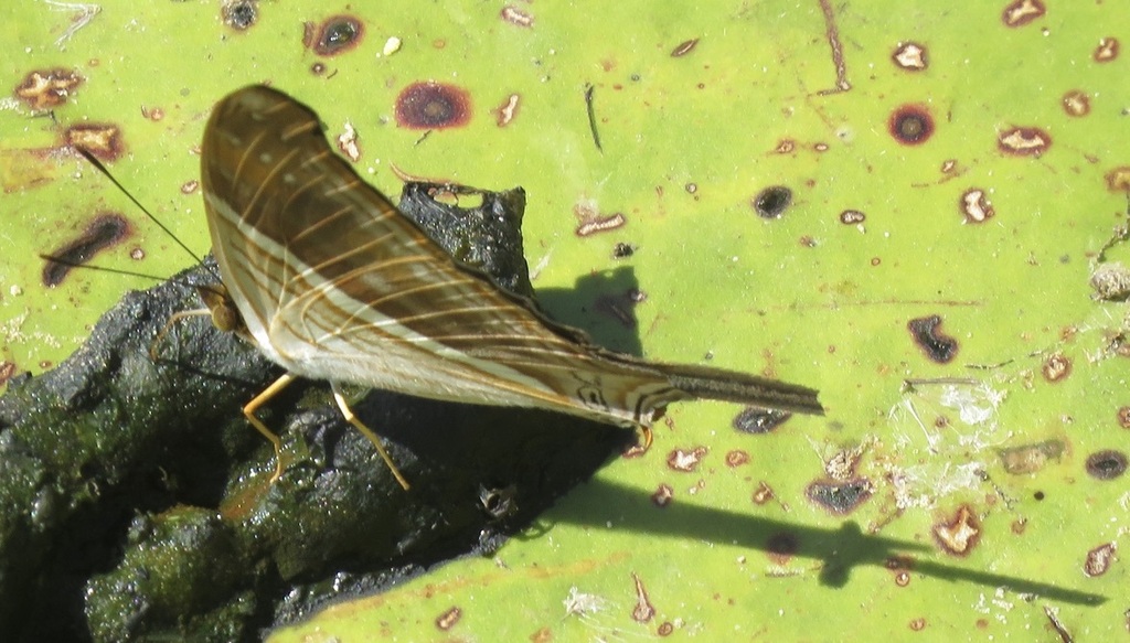 Many banded Daggerwing from Porto Jofre Poconé State of Mato Grosso