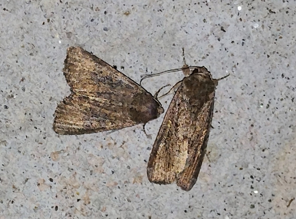 Cutworm Moths And Allies From Alfredo Frontera Corozal Chis