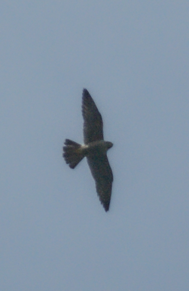 Peregrine Falcon From Carretera Antigua A San Lucas Mixco Guatemala