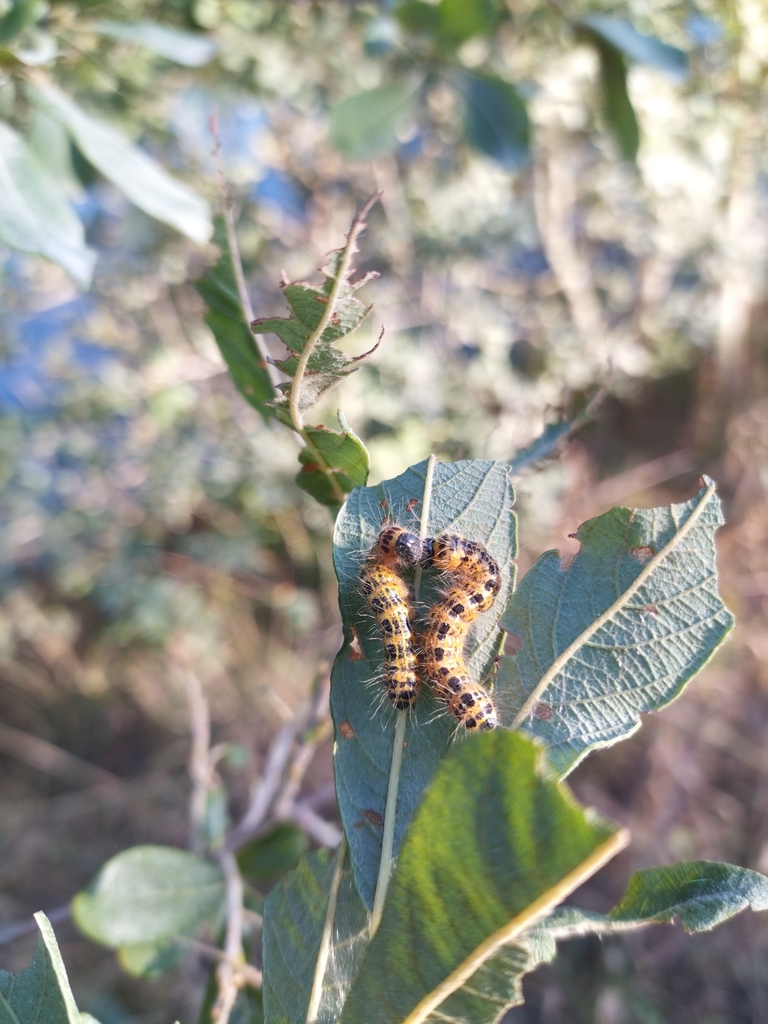 Buff Tip From Vauban Esquermes Lille France On August At