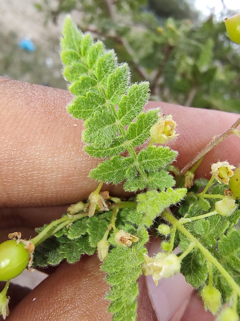 Bursera filicifolia in August 2022 by Abraham Sánchez iNaturalist