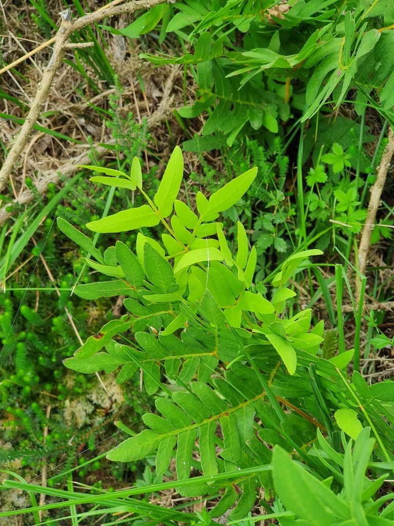 European Royal Fern From Principado De Asturias Asturias Spain On