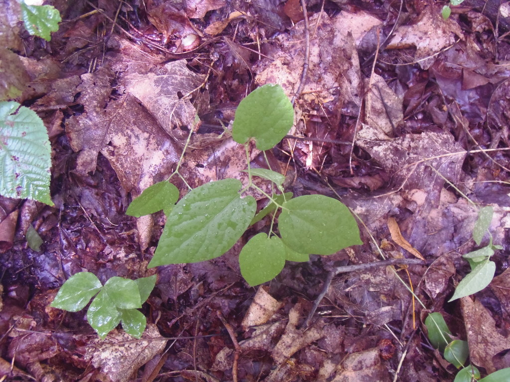 Virginia Snakeroot From Dans Mountain On July 30 2015 By Jim INaturalist