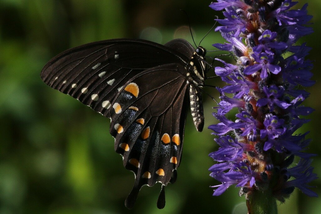 Spicebush Swallowtail From Northeast Washington Washington Dc Usa On