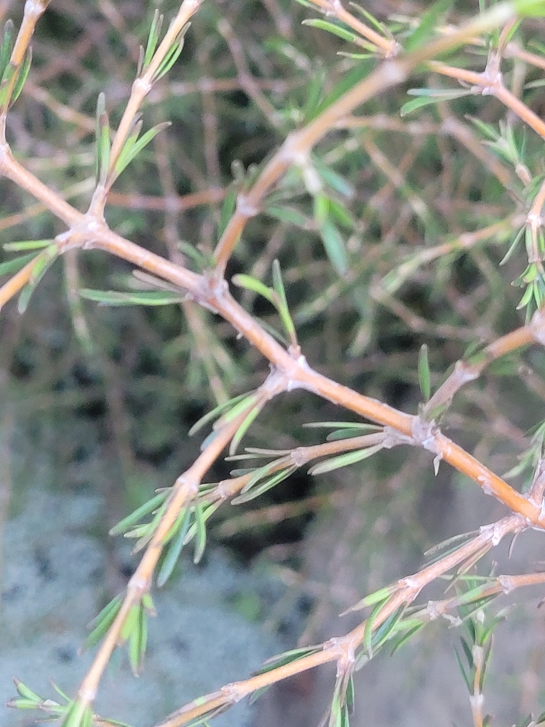 Sand Coprosma From Christchurch Central City Christchurch New Zealand