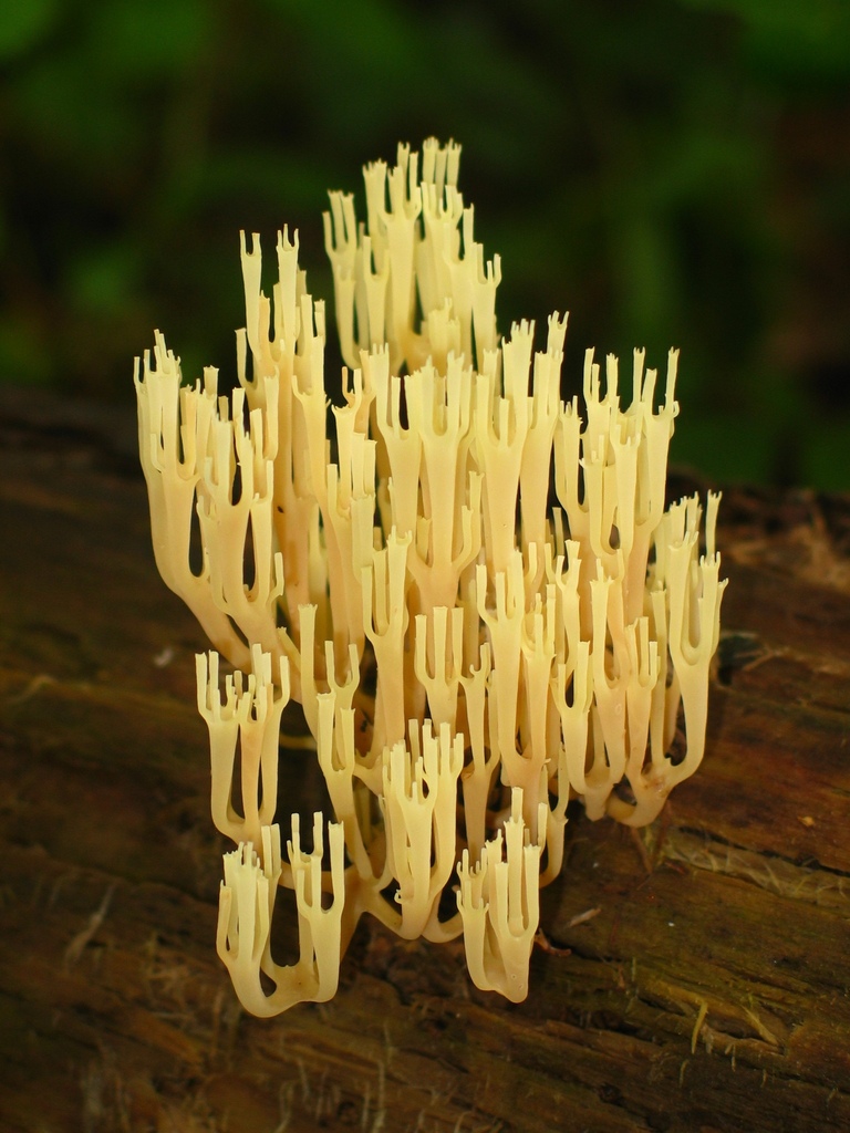 Crown Tipped Coral Fungus From Dauphin County Pa Usa On September