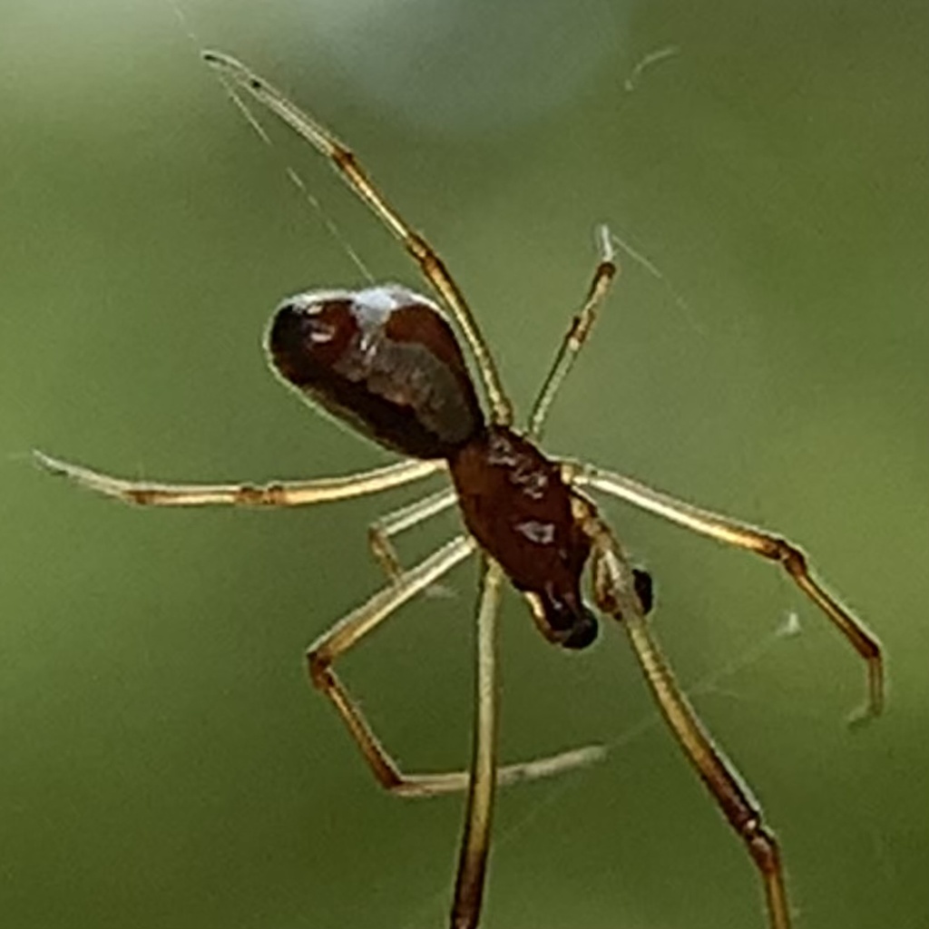 American Dewdrop Spider From SH 332 Lake Jackson TX US On August 8