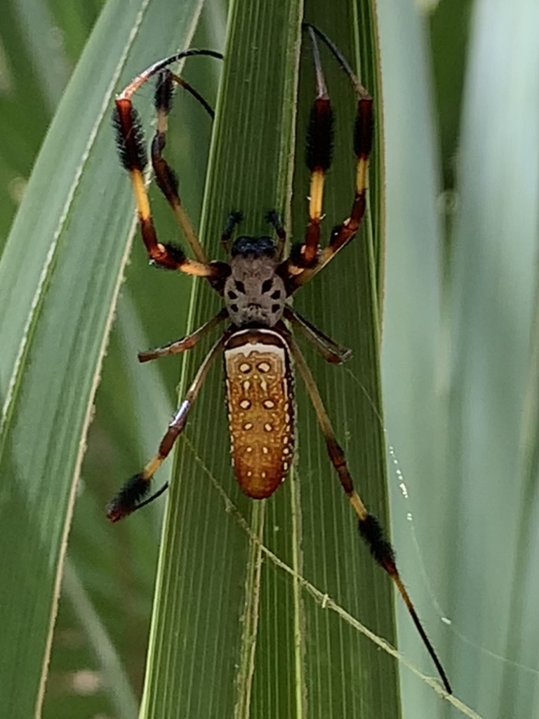 Golden Silk Spider From Sh Lake Jackson Tx Us On August