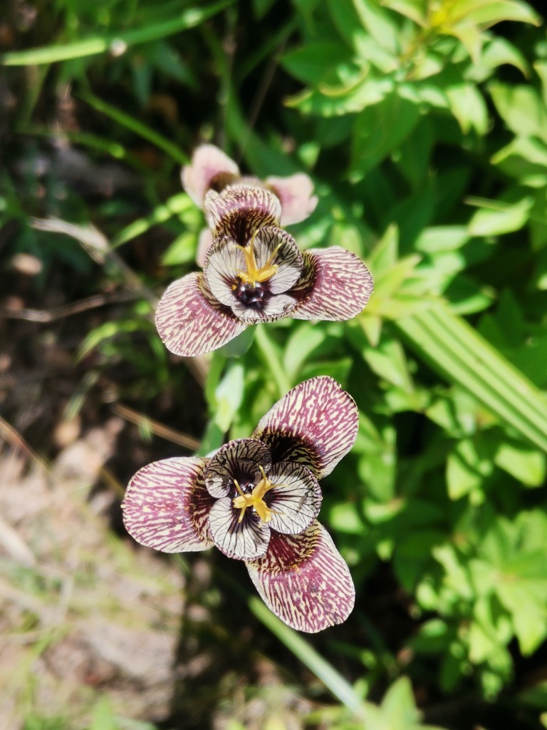 Tigridia vanhouttei from Ixtlahuacan Ciudad de México CDMX México on