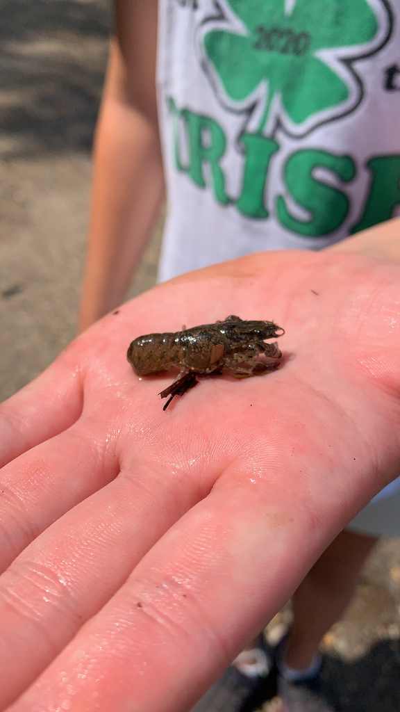 Cambarid Crayfishes From Riverside On August 2 2022 At 12 05 PM By