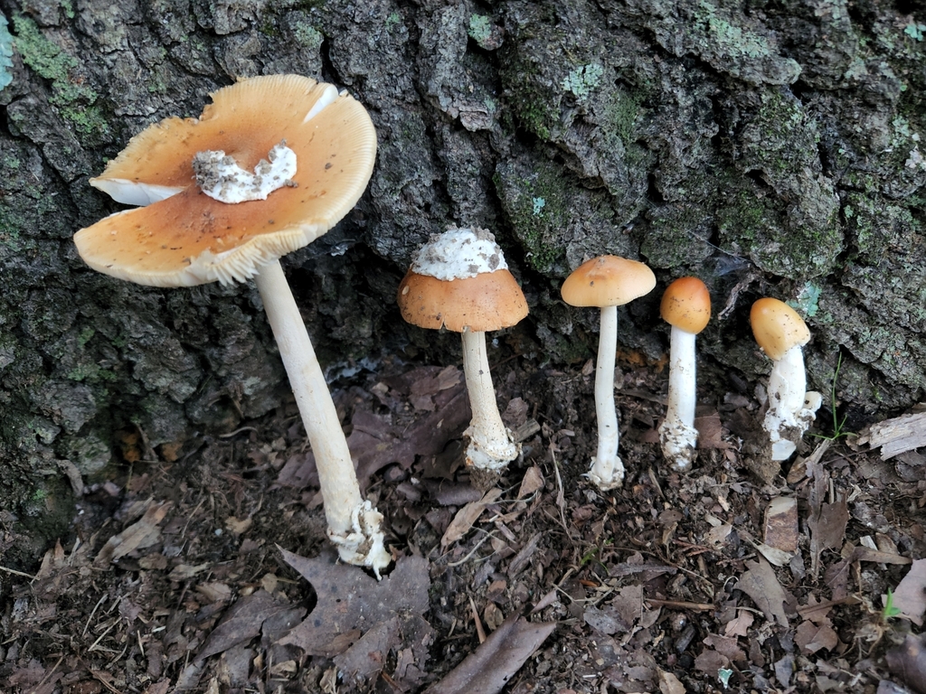 Amanita Sect Vaginatae From Eckerty In Usa On August