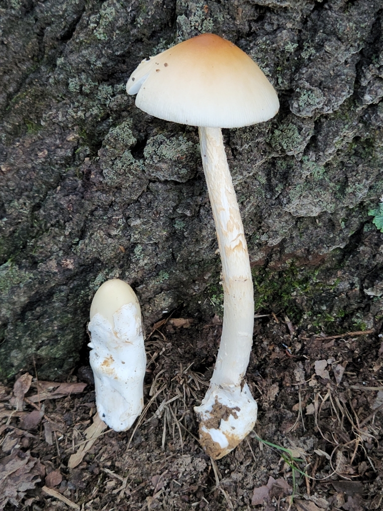 Amanita Sect Vaginatae From Eckerty IN 47116 USA On August 10 2022