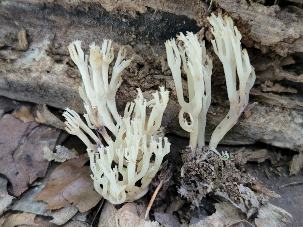 Crown Tipped Coral Fungus From Eckerty In Usa On August