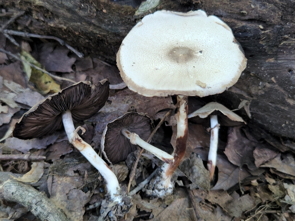 Agaricus Leptocaulis From Eckerty IN 47116 USA On August 11 2022 At