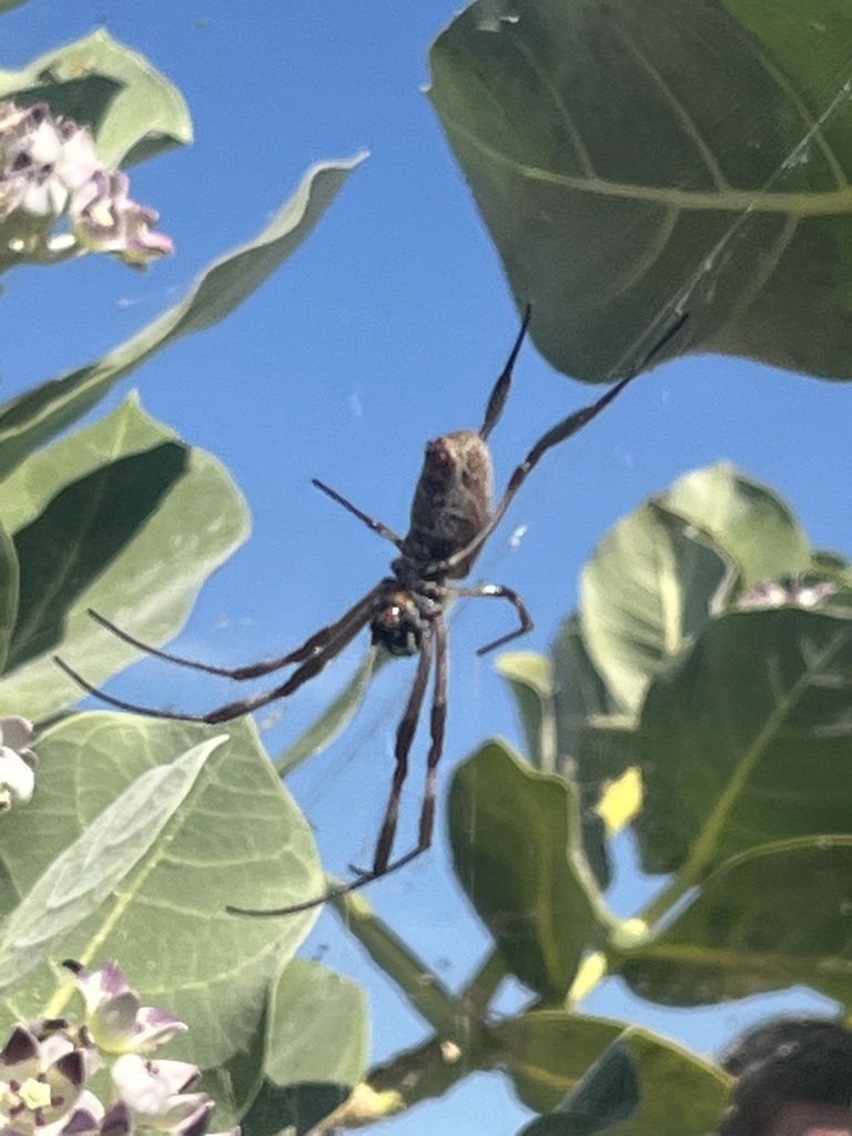 Australian Golden Orbweaver From Kakadu National Park Kakadu Nt Au