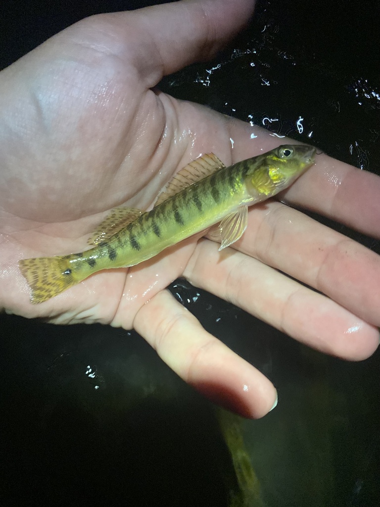 Chesapeake Logperch In August By Cole Tiemann Bycatch While Night