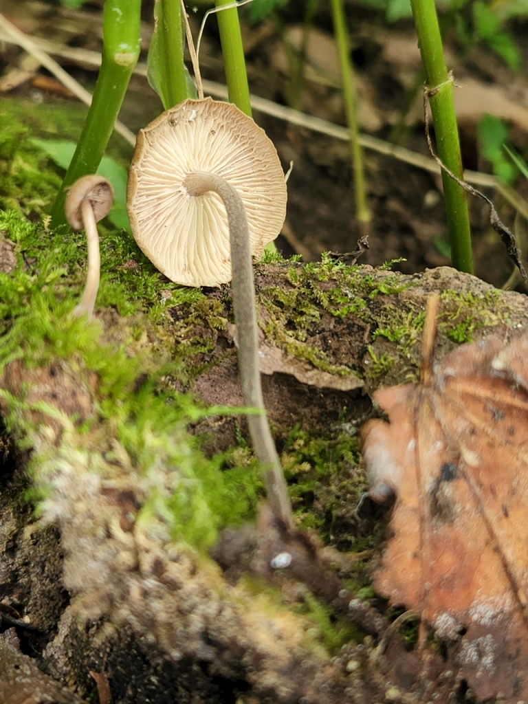 Common Gilled Mushrooms And Allies From Howard Township In Usa On