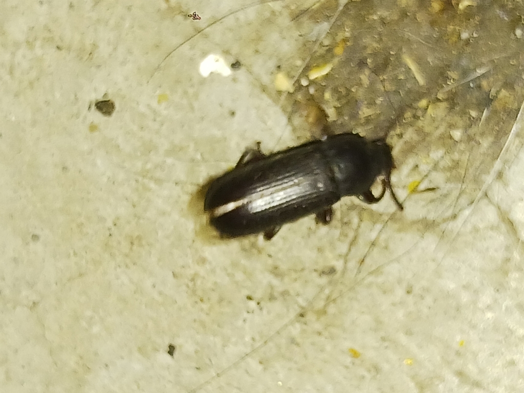 Yellow Mealworm Beetle From Union OR 97883 USA On August 12 2022 At