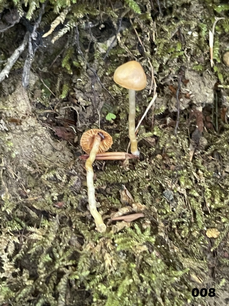 Common Gilled Mushrooms And Allies From Monroe County In Usa On