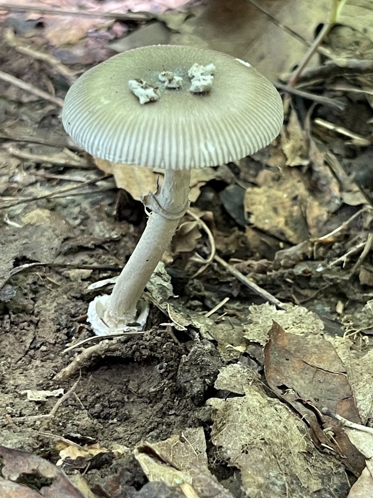 Amanita Subg Amanita From Monroe County IN USA On August 12 2022 At