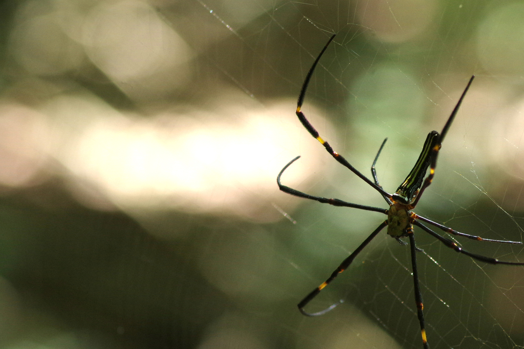 Giant Golden Orbweaver From Christmas Island Christmas Island On