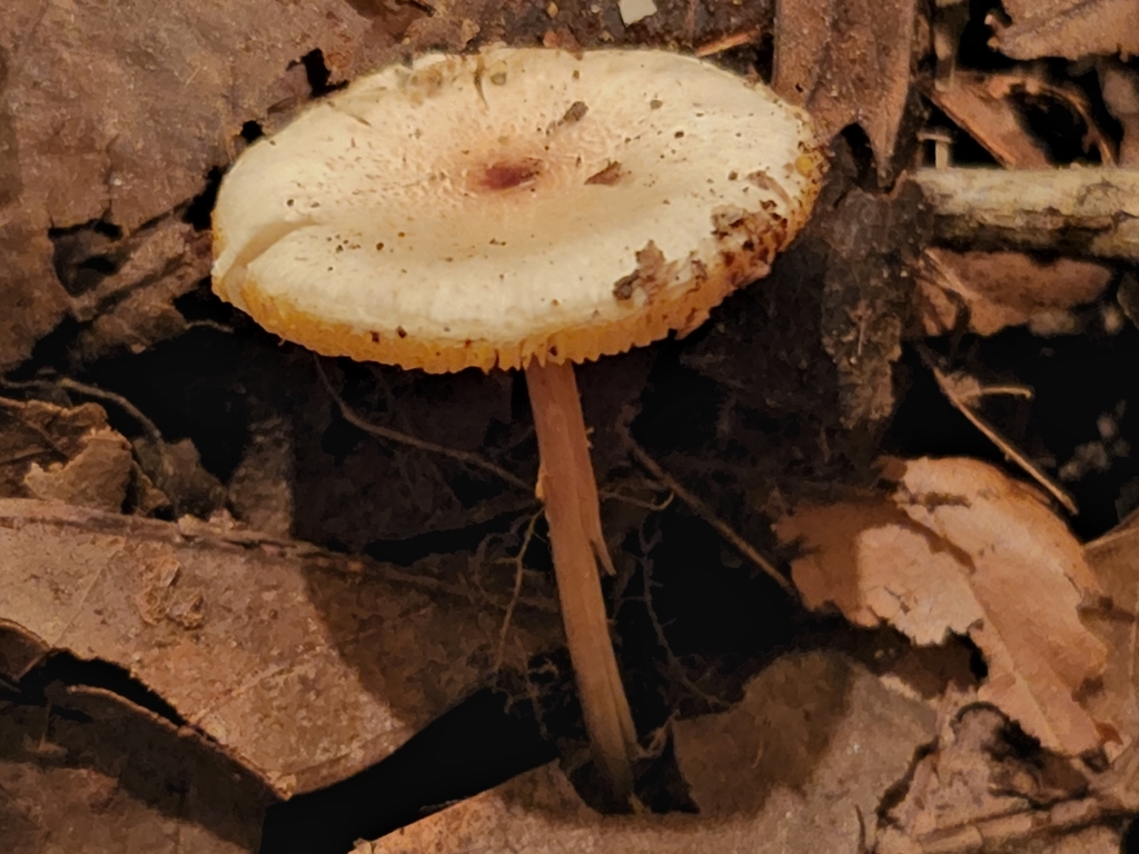 Stinking Dapperling From Sugar Creek Township In Usa On August