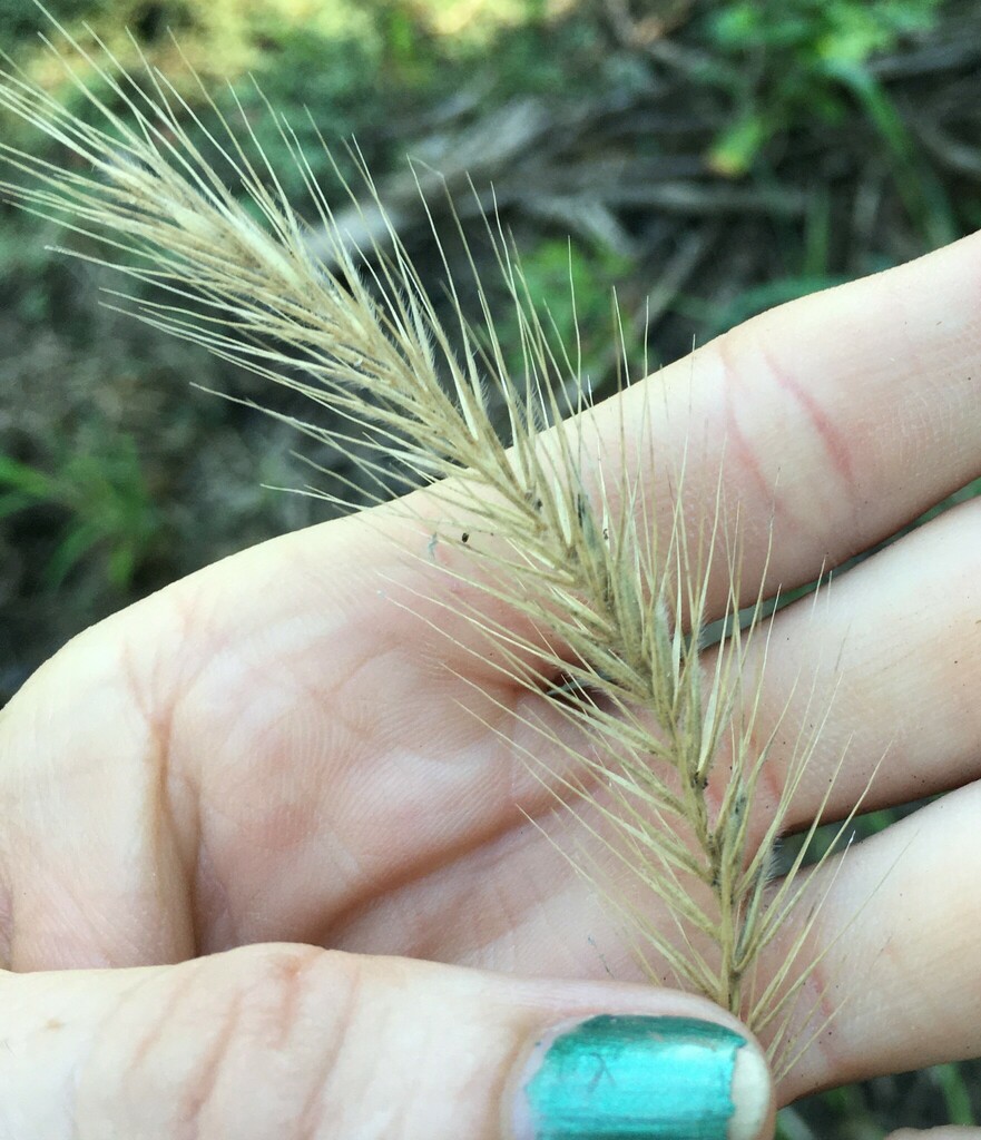 Silky Wild Rye From Washington County Ar Usa On August At